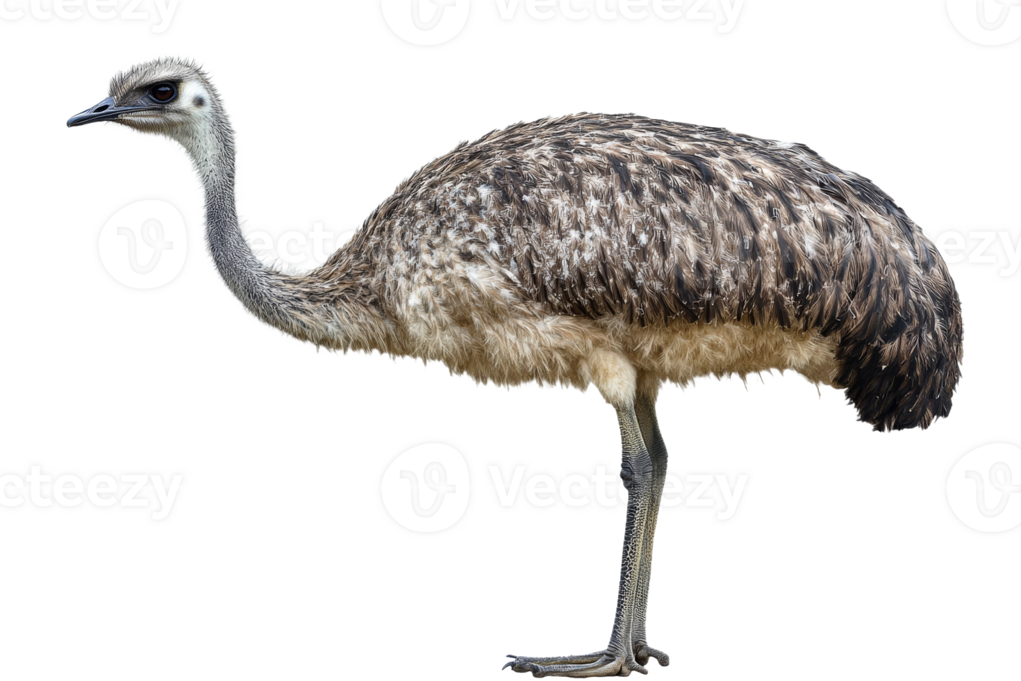 Ostrich with striking feathers poses in nature png
