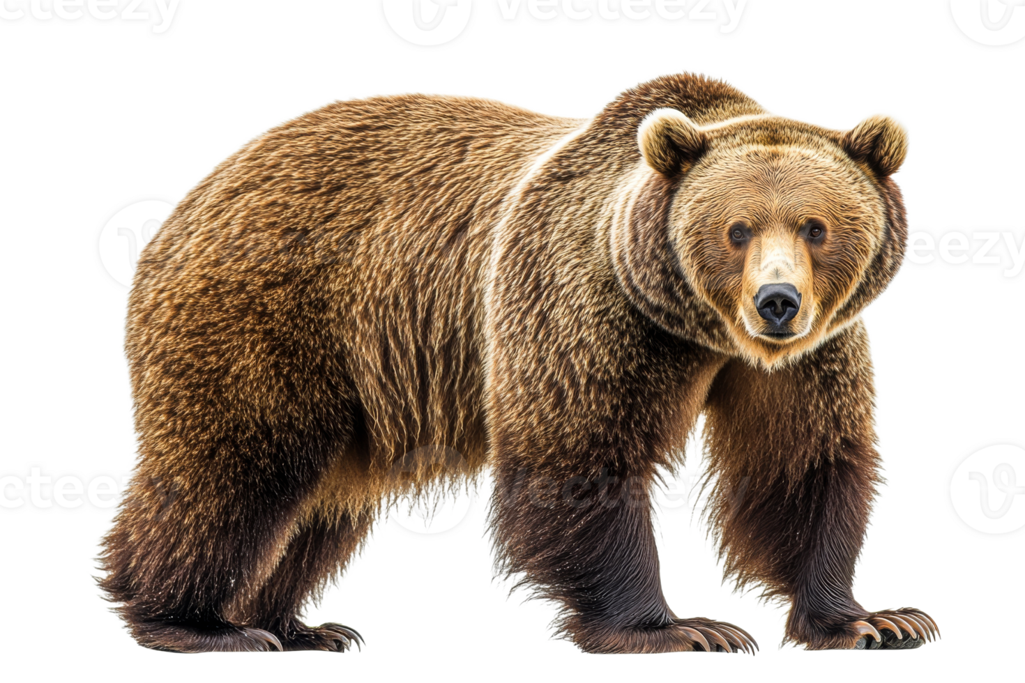 Grizzly bear on a transparent background png