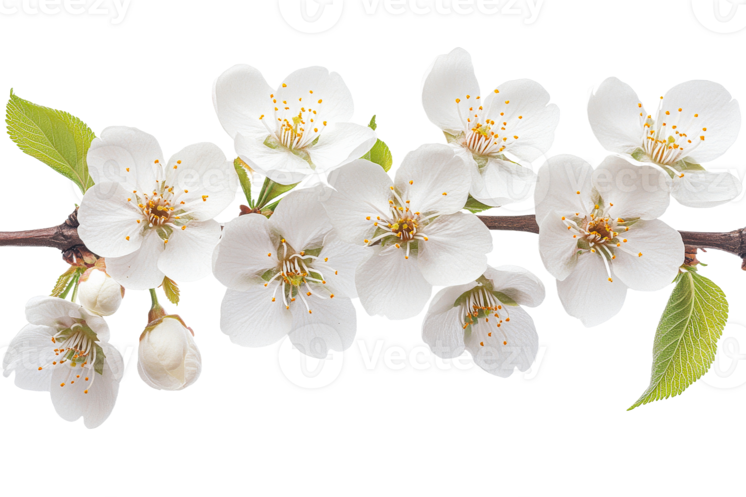 Cherry blossom branch with delicate white flowers png
