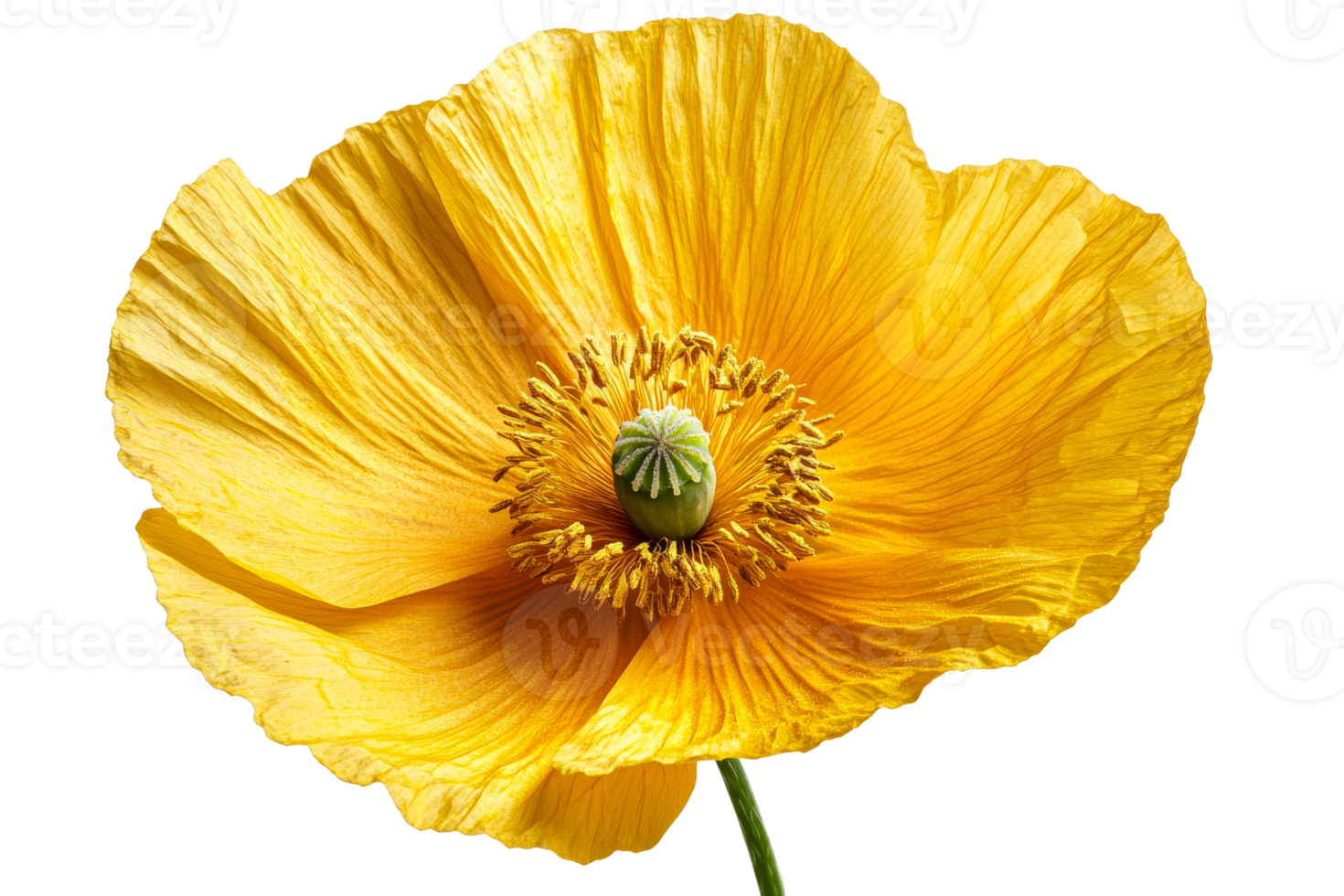 Bright yellow poppy flower with delicate petals and center png