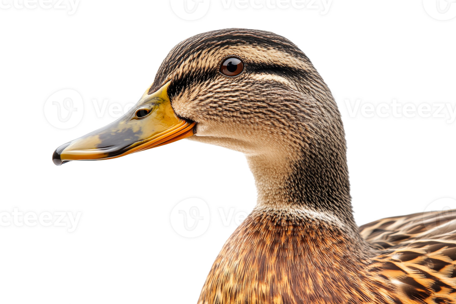 Close up of a duck with detailed feathers and bright eyes png