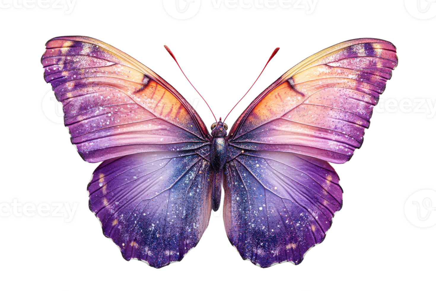 Colorful butterfly with transparent background png