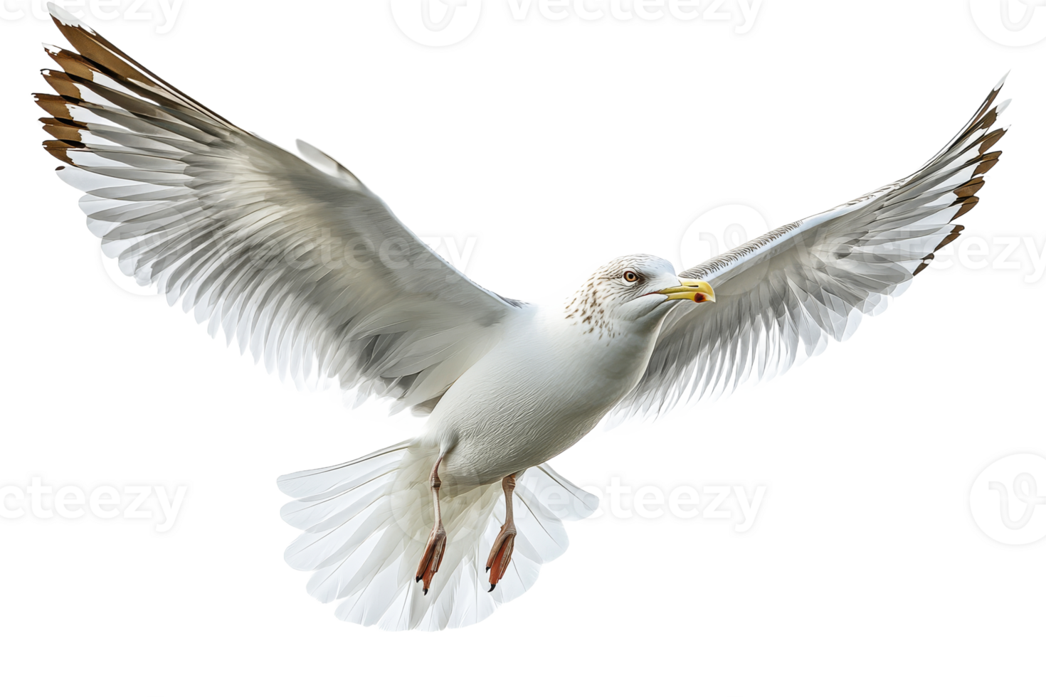 Seagull in flight against a transparent background png