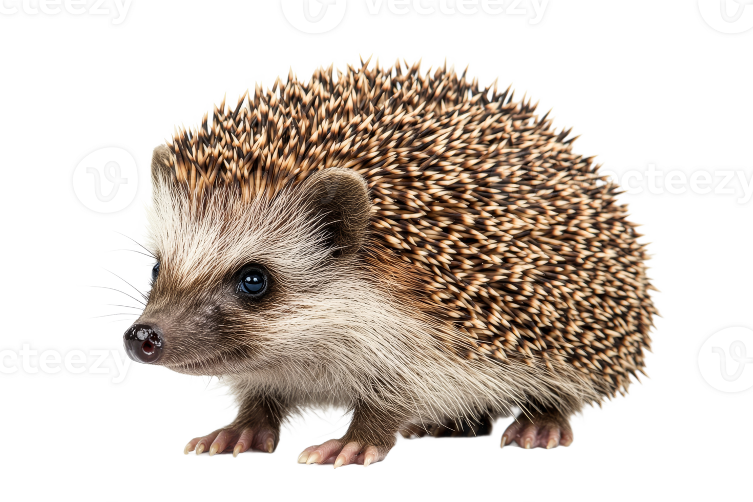 Hedgehog standing on a transparent background png