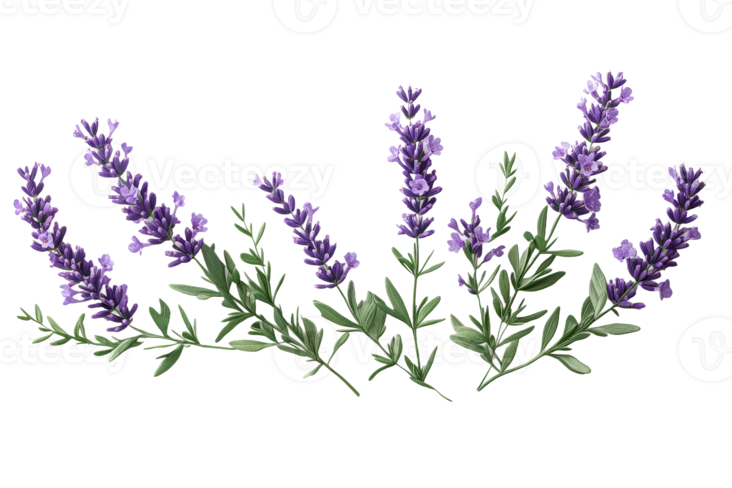 Beautiful lavender flowers with green leaves displayed png