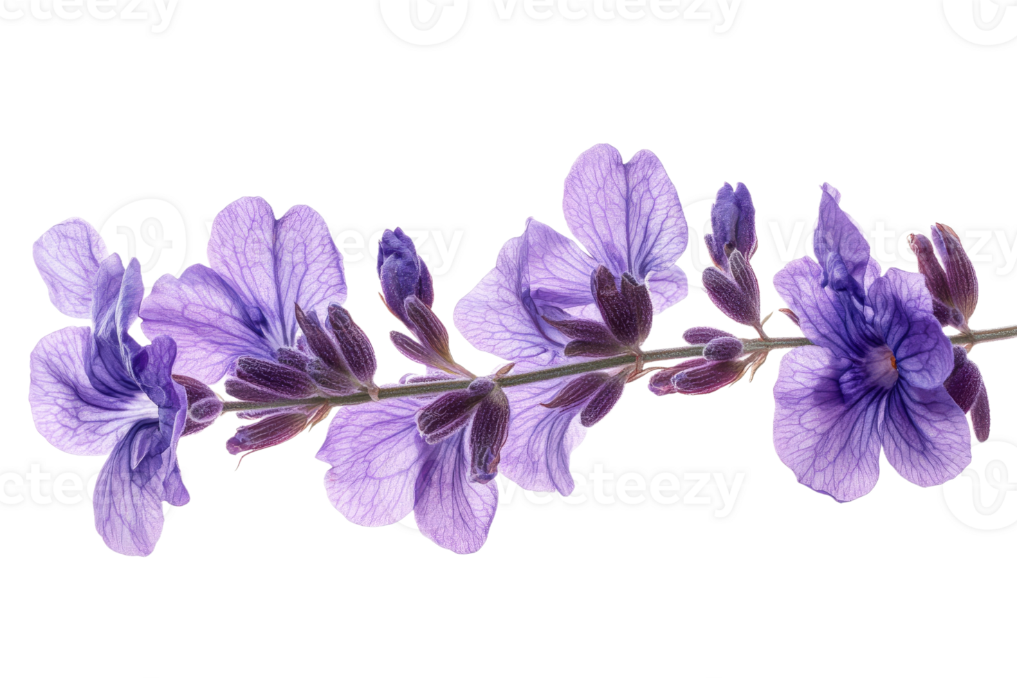 Vibrant purple flowers with delicate petals on branch png