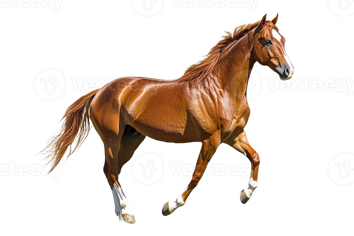 Brown horse running gracefully on a clear day png