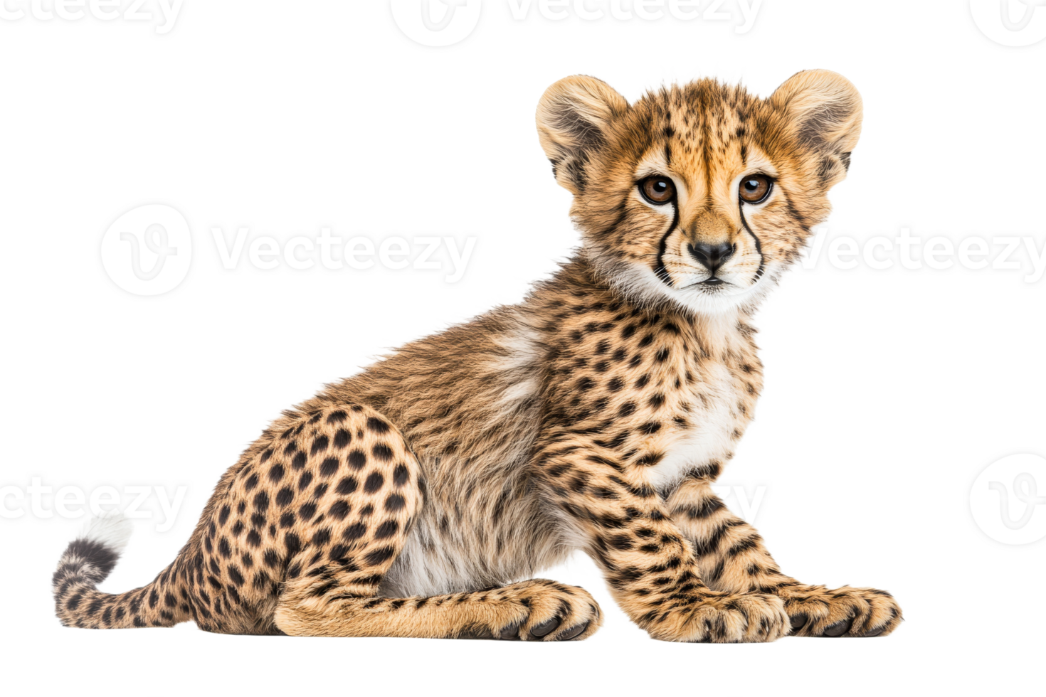 Adorable cheetah cub sitting with alert expression png