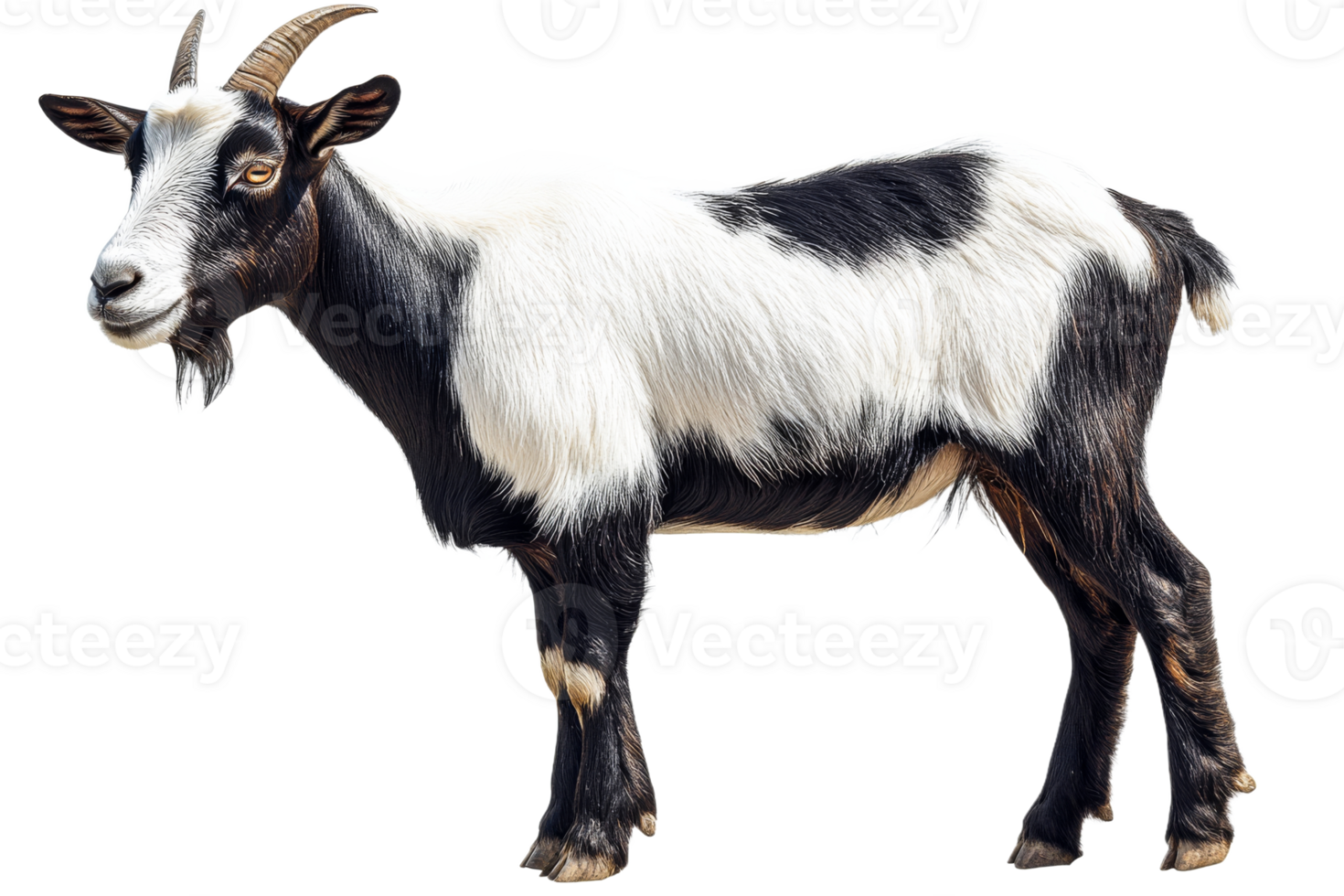 Black and white goat standing with a transparent background png