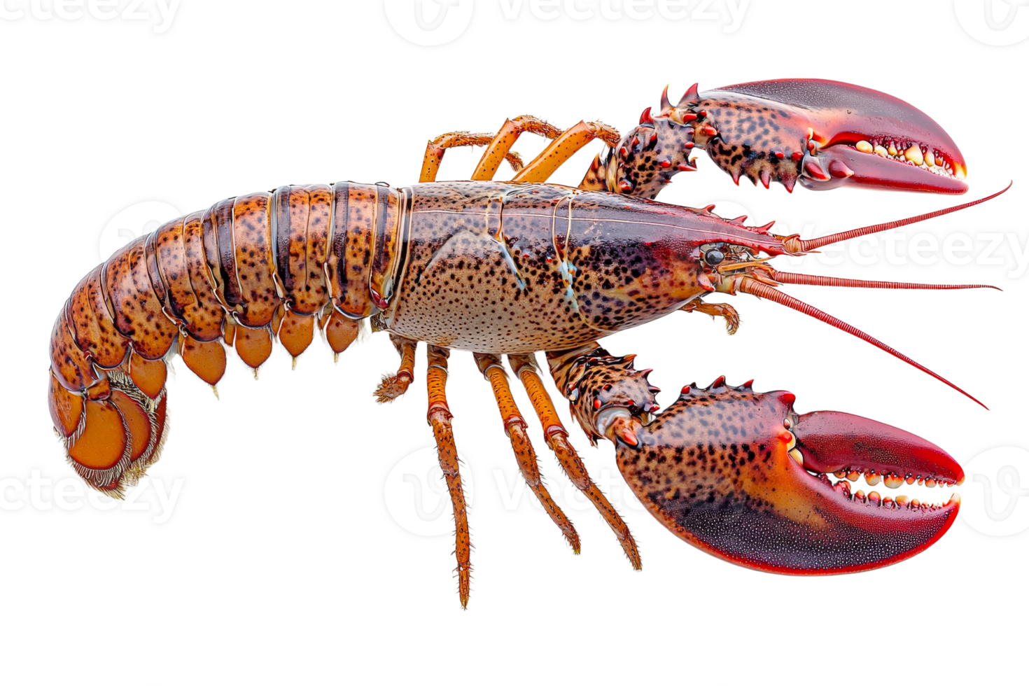 Lobster with detailed texture and vibrant colors png
