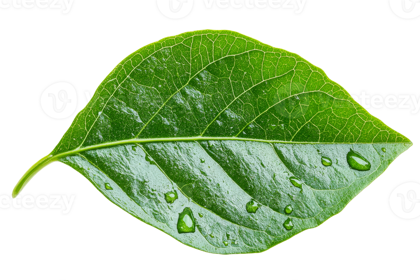 Fresh green leaf with water droplets on its surface png
