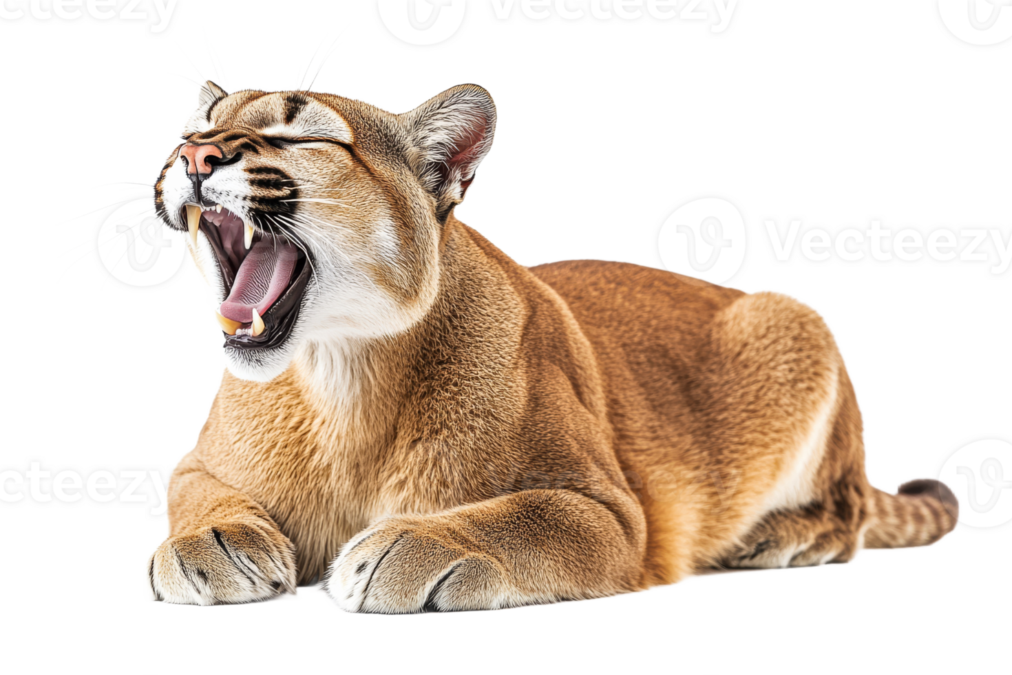 Mountain lion yawning on a clear background png