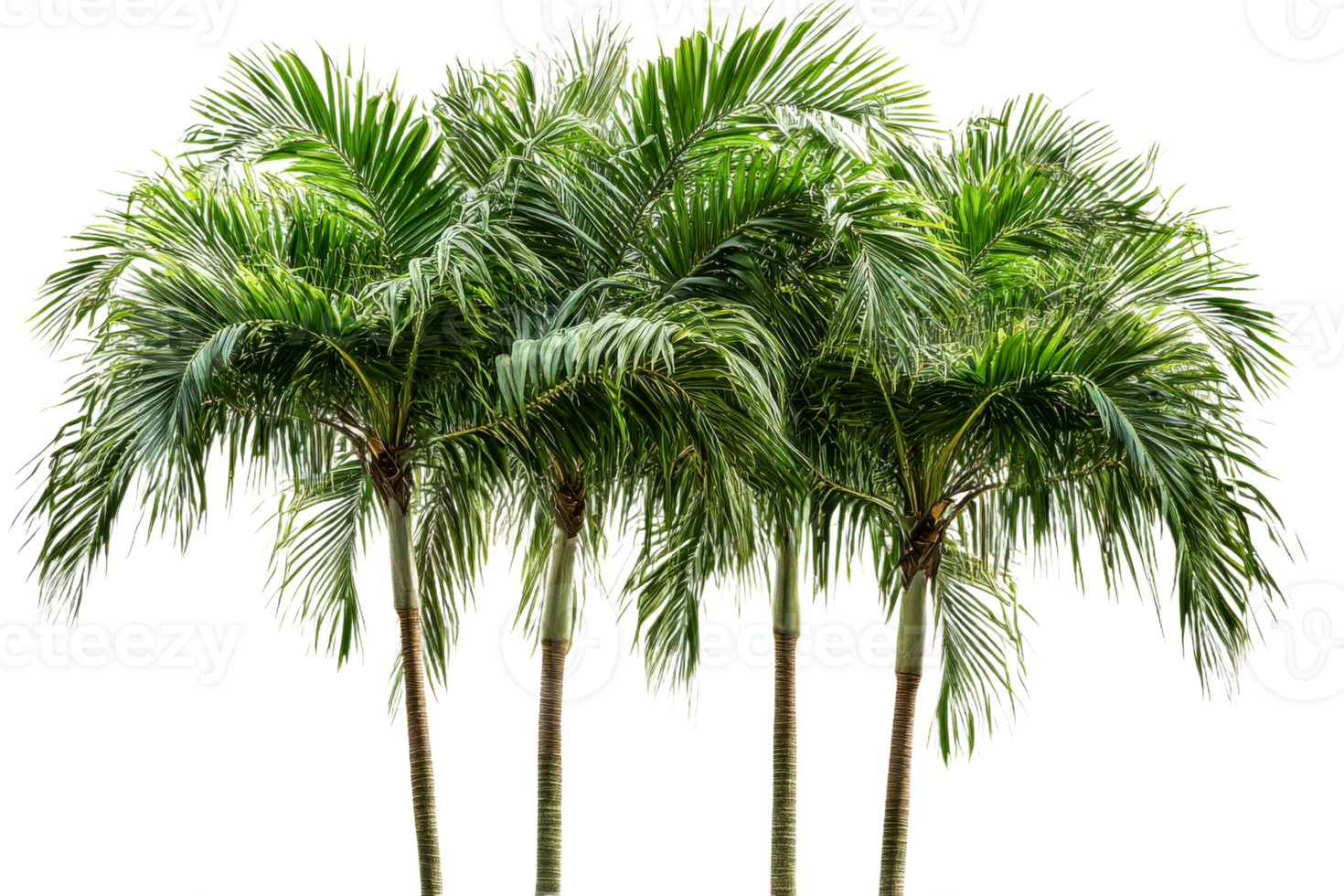 Lush tropical palms arranged with a transparent background png