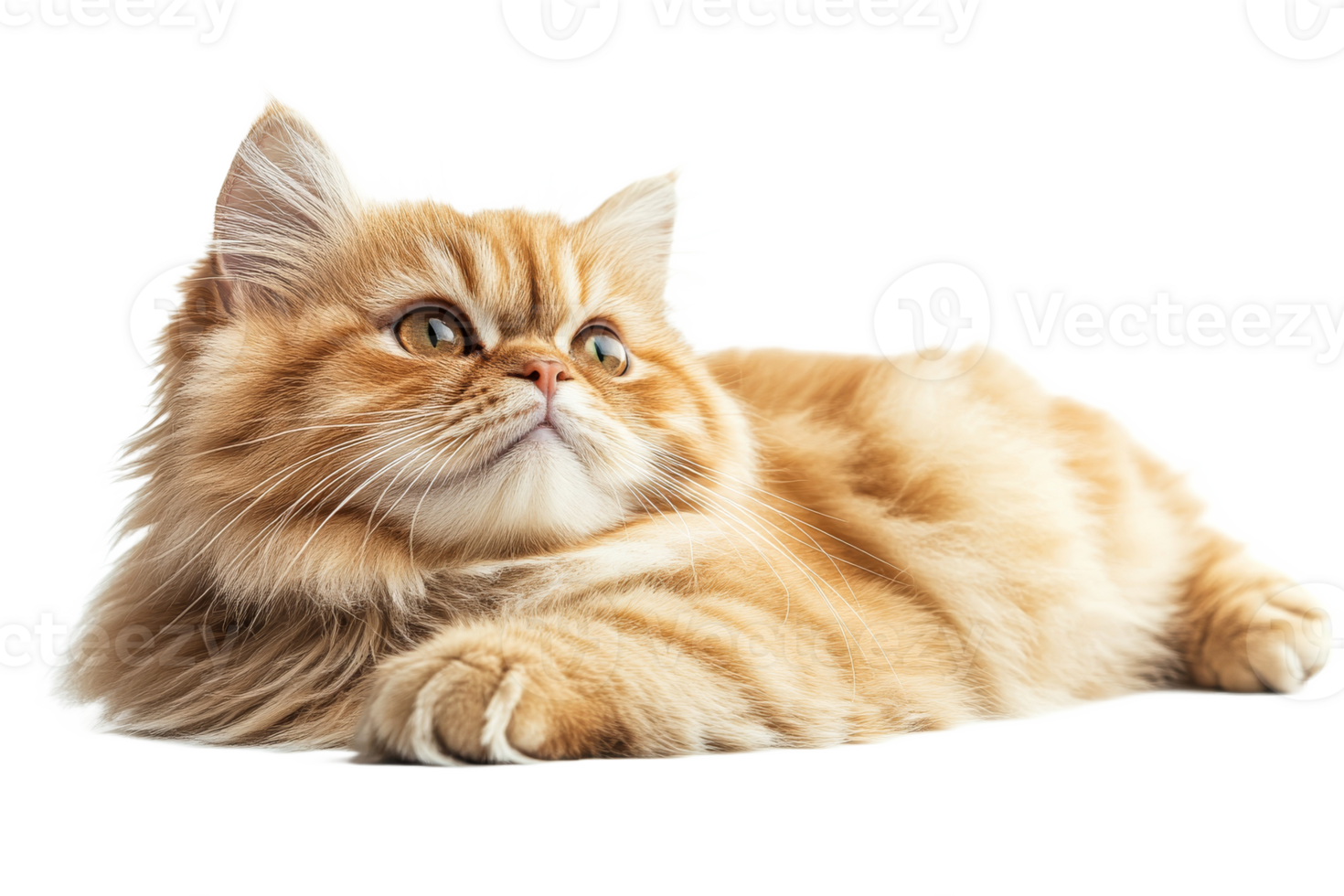 Fluffy orange cat resting with a curious expression png