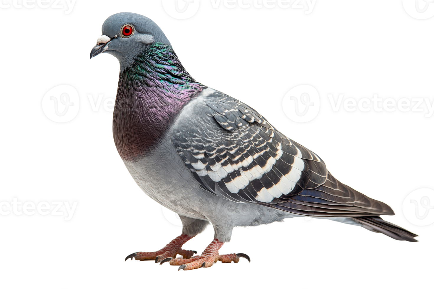 Pigeon standing with detailed plumage and colorful neck png