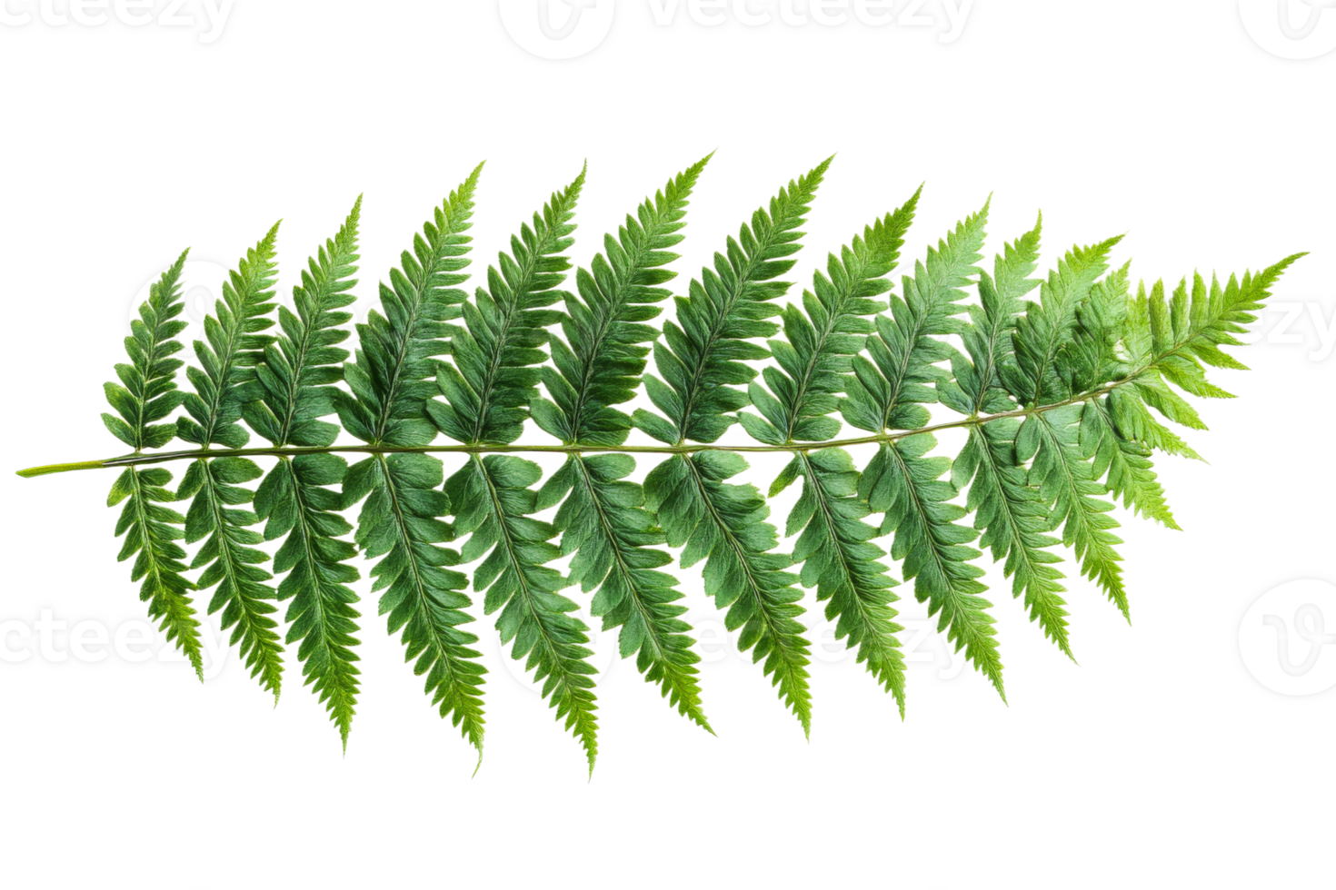 Vibrant green fern leaf with transparent background png