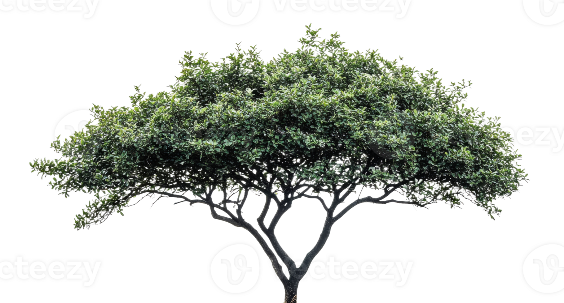 Green tree with smooth branches and lush leaf canopy png