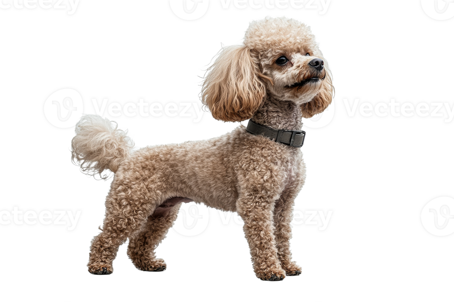 Cute poodle standing with fluffy curly coat png
