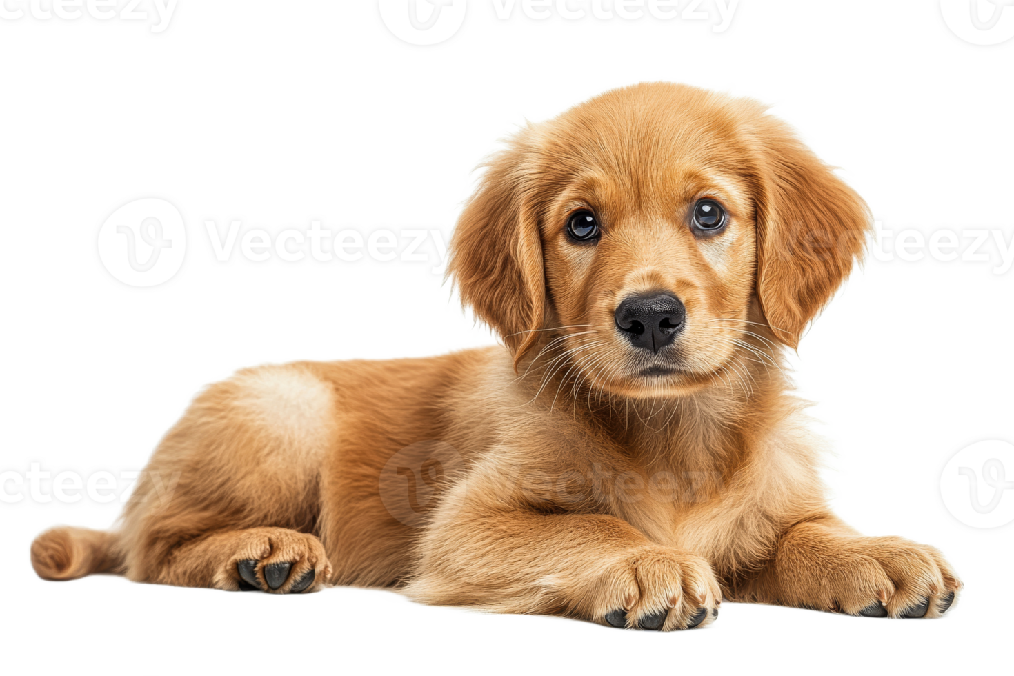 Golden retriever puppy resting, transparent bg png