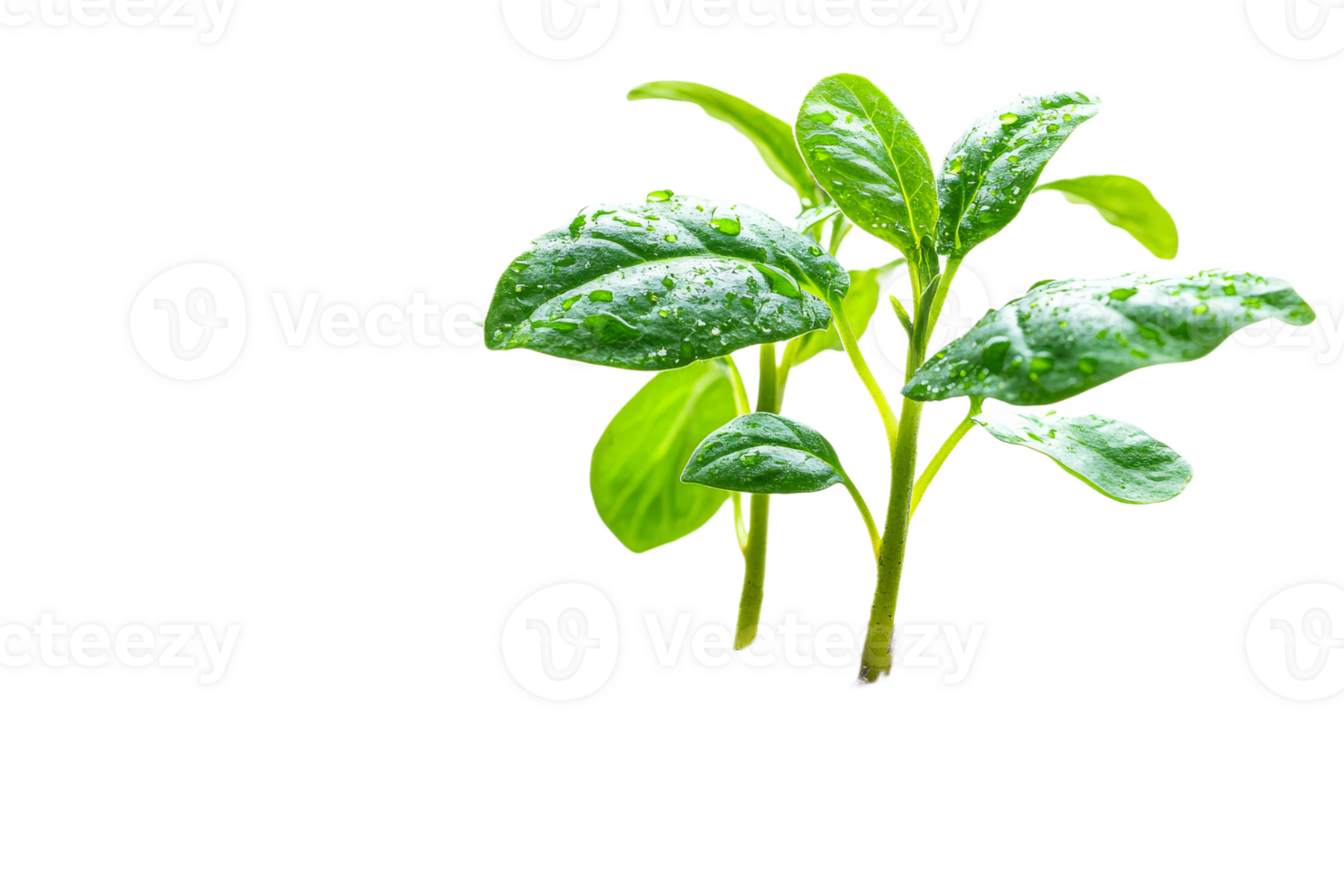 Fresh green plant with raindrops on leaves png