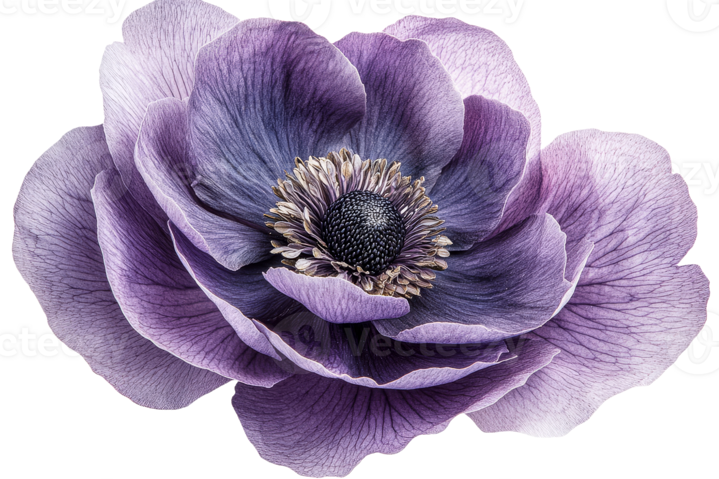 Purple flower with delicate petals and detailed center png
