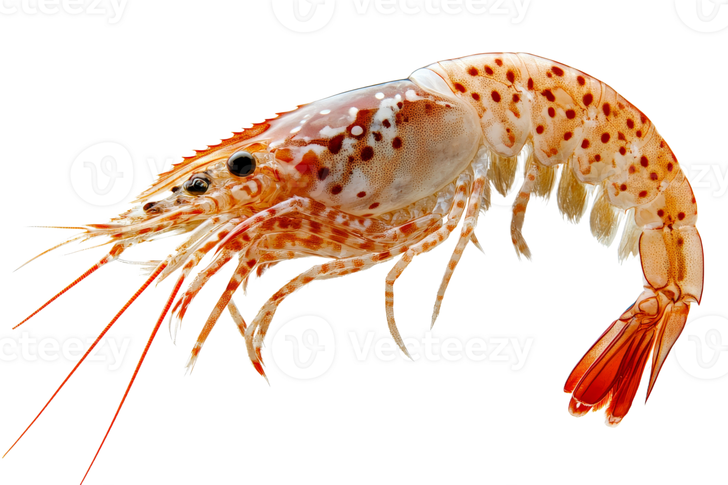 Detailed view of a shrimp showcasing its unique features png