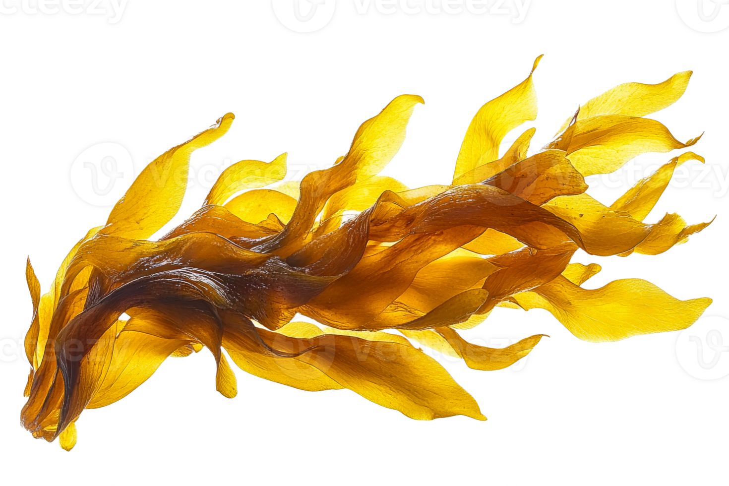 Seaweed with elegant wavy fronds on transparent background png