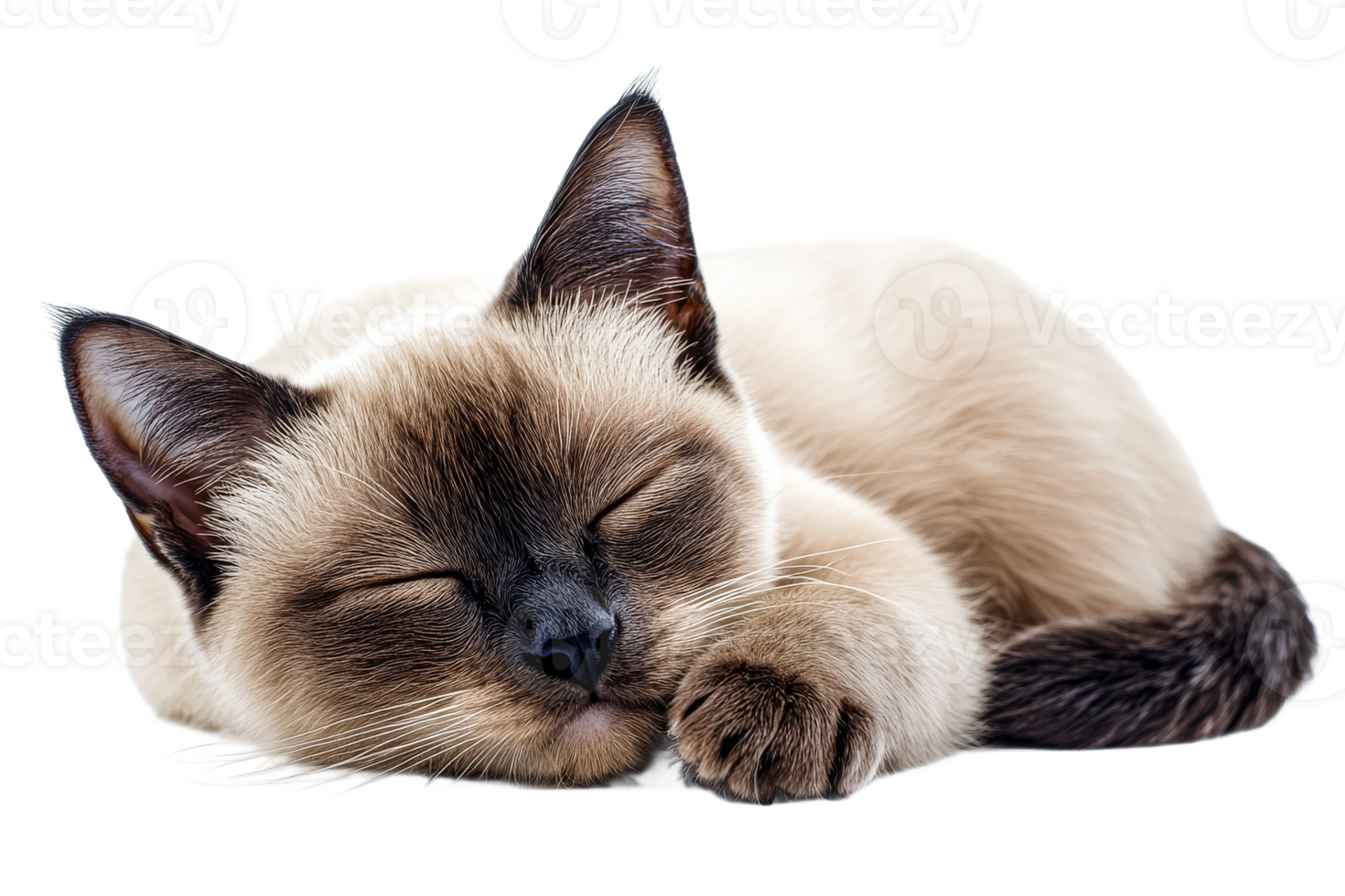 Sleeping cat with a relaxed posture on a white background png