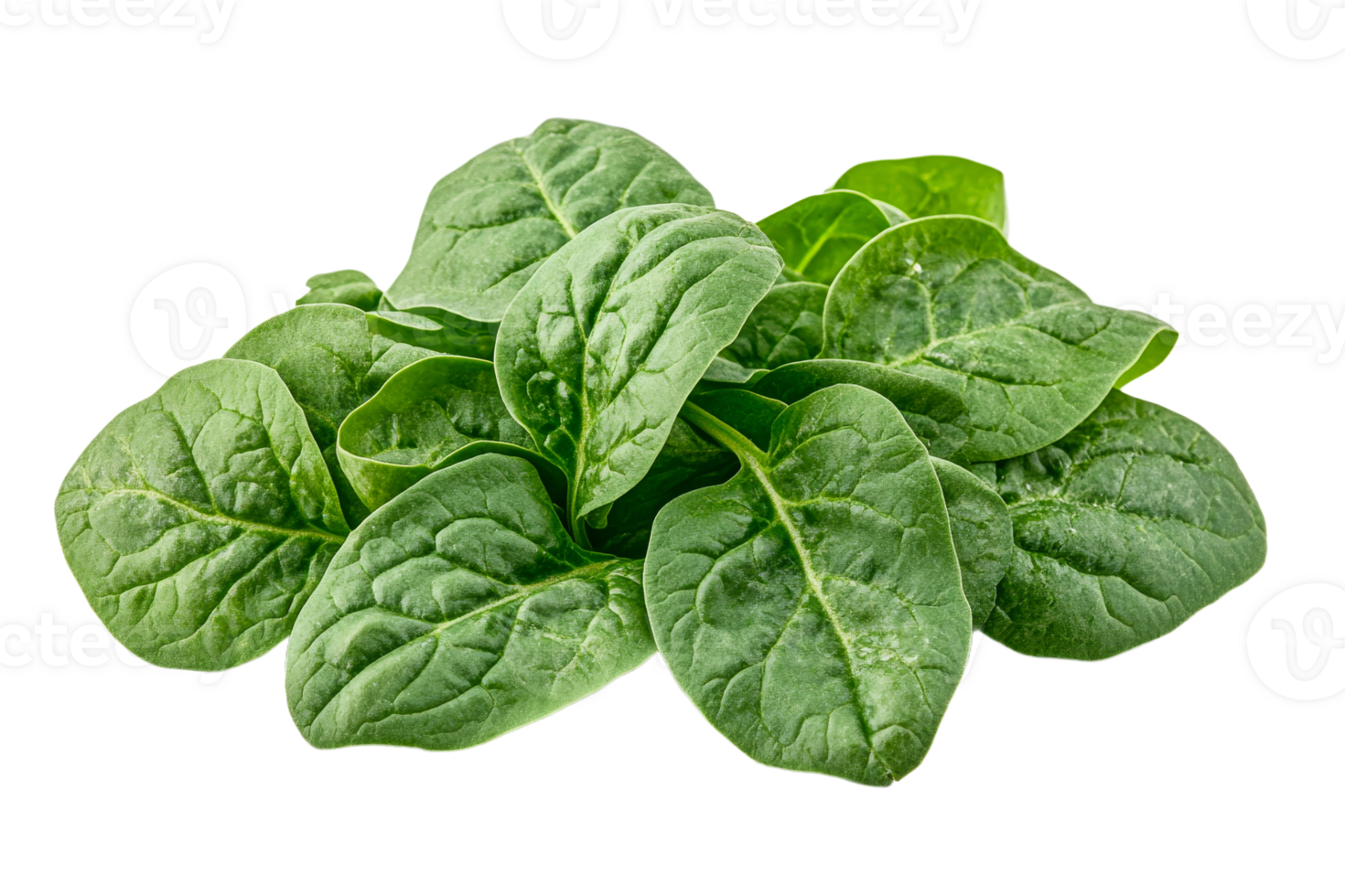 Fresh spinach leaves arranged on a transparent surface png