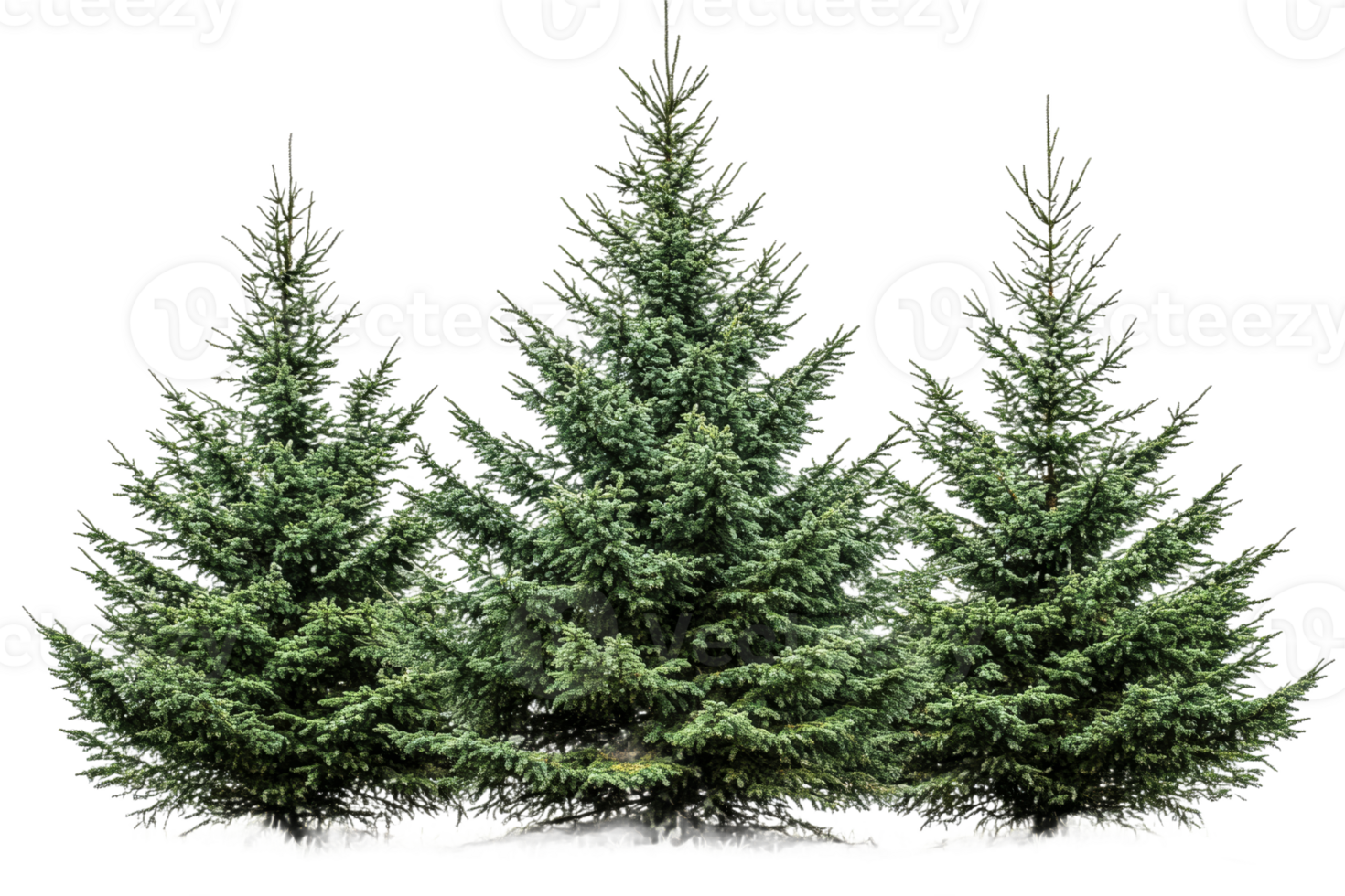 Three evergreen trees with lush green foliage png
