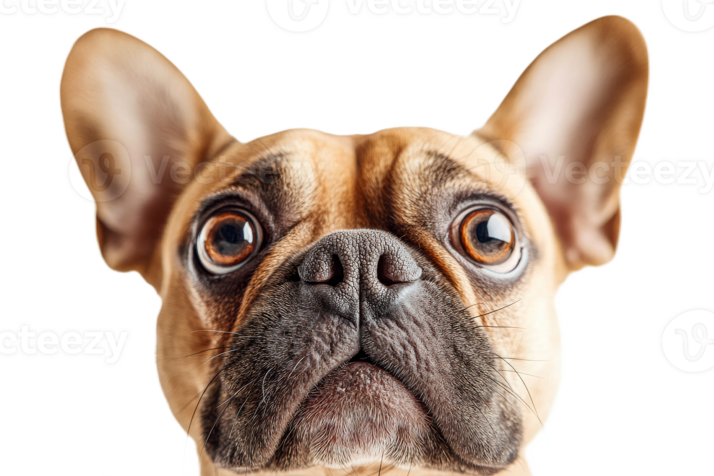 Playful French Bulldog with big brown eyes and ears png