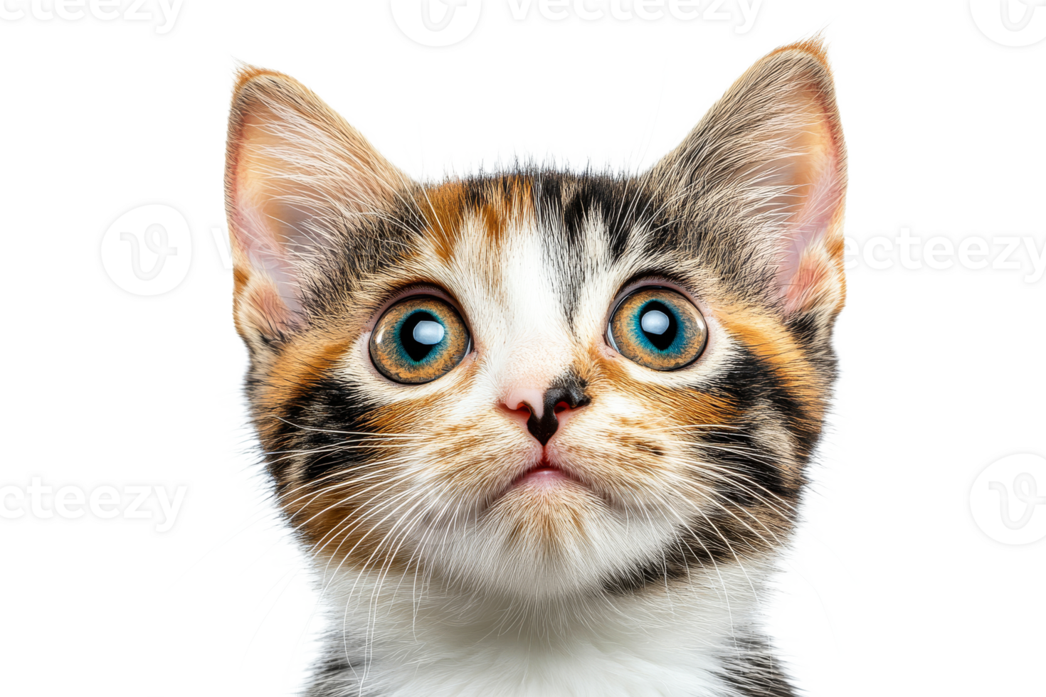 Cute kitten with large blue eyes on transparent background png