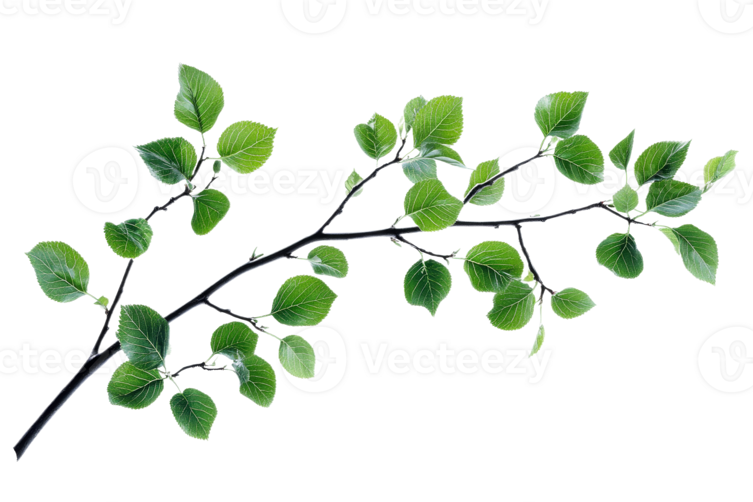 Green leaves on a branch, transparent background png