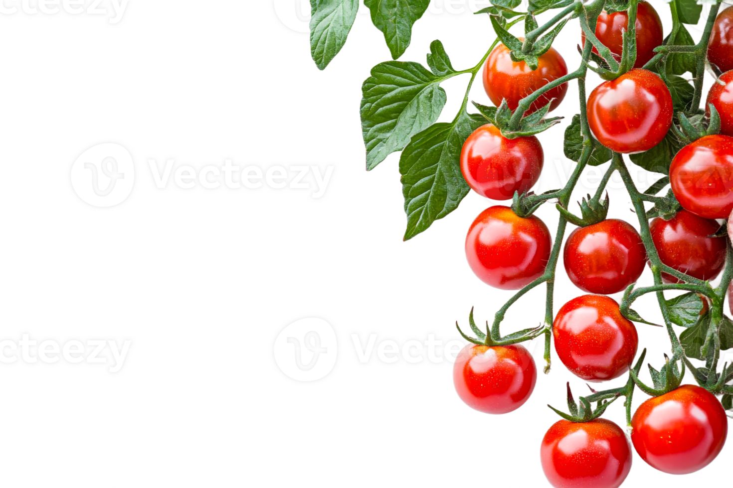 Fresh red tomatoes hanging from a green vine png