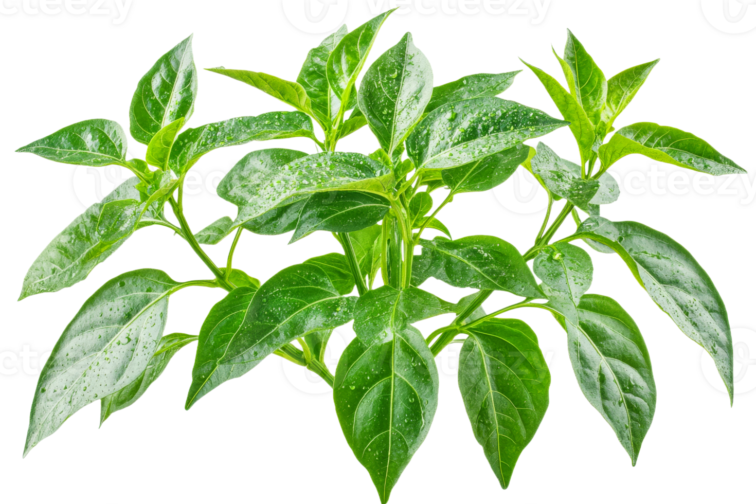 Lush green leaves display vibrant color and texture png