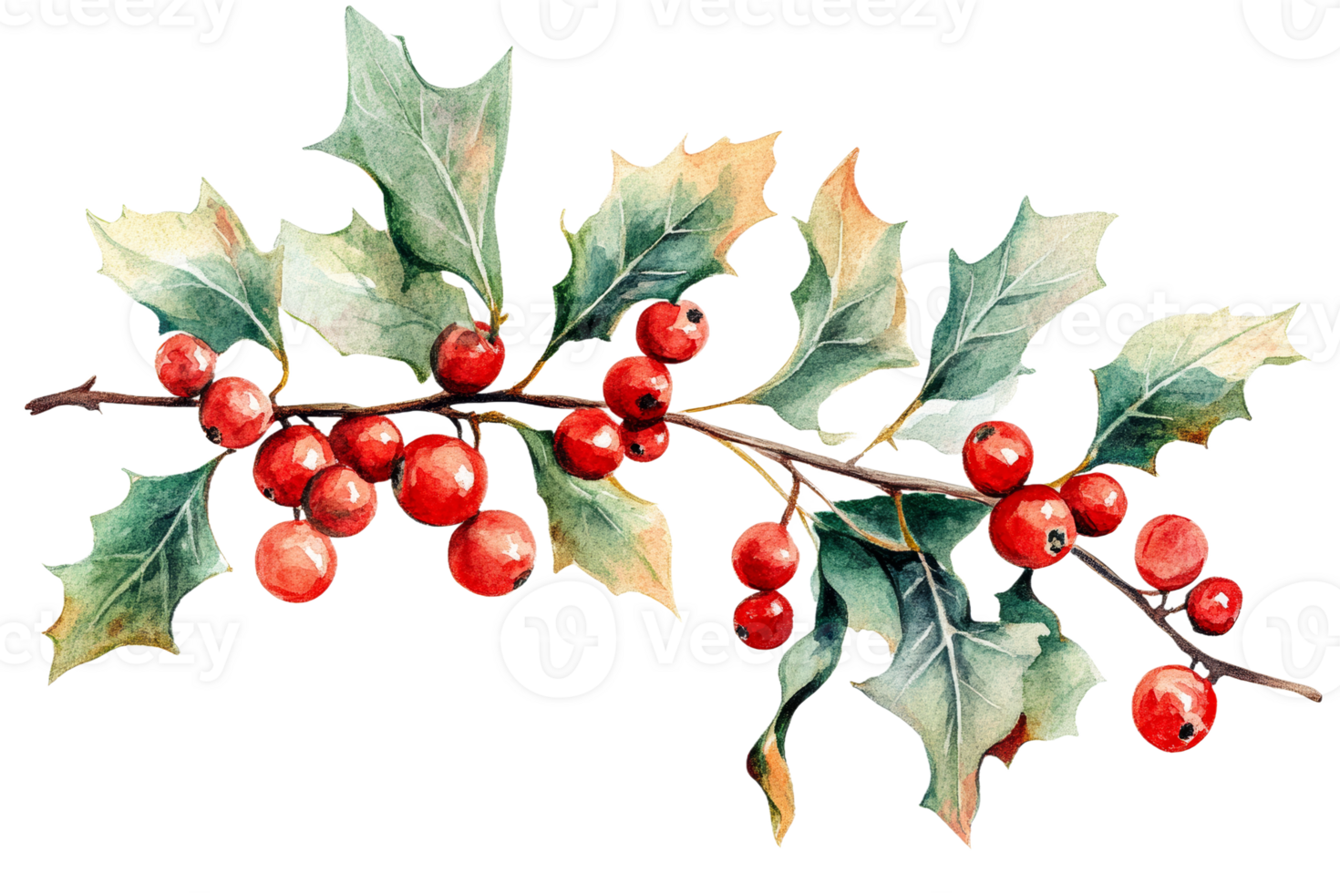 Bright holly branch with red berries and green leaves png