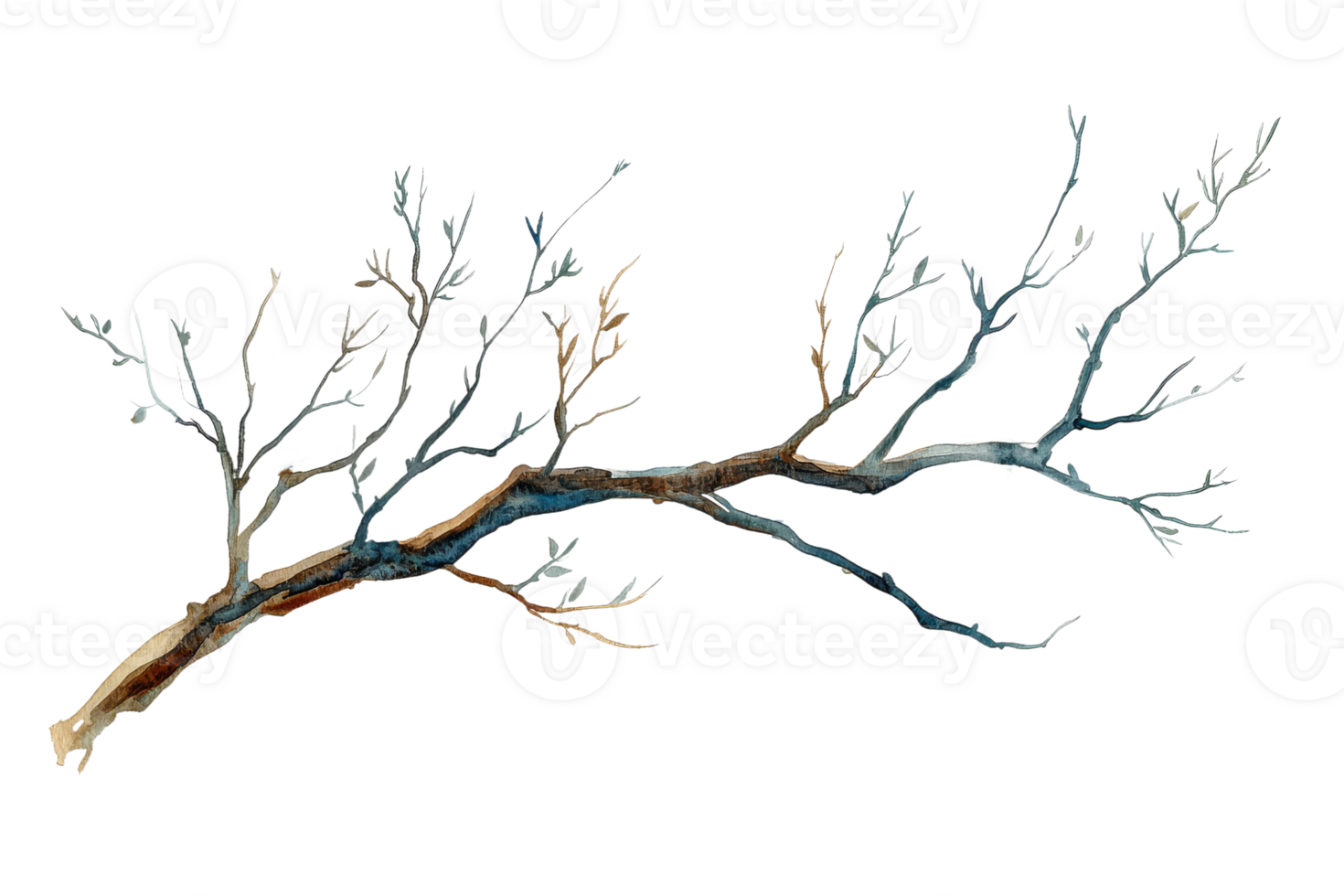 Watercolor branch illustration, transparent background png