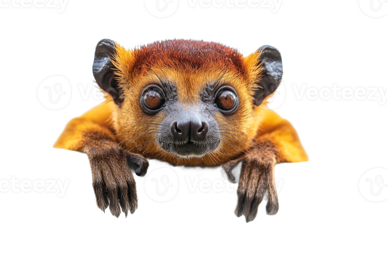 Curious golden mantled tamarin looking forward png