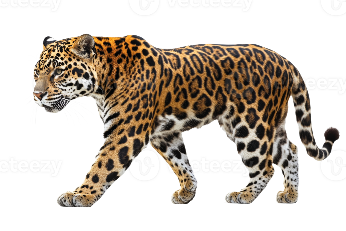 Jaguar walking gracefully on a transparent background png