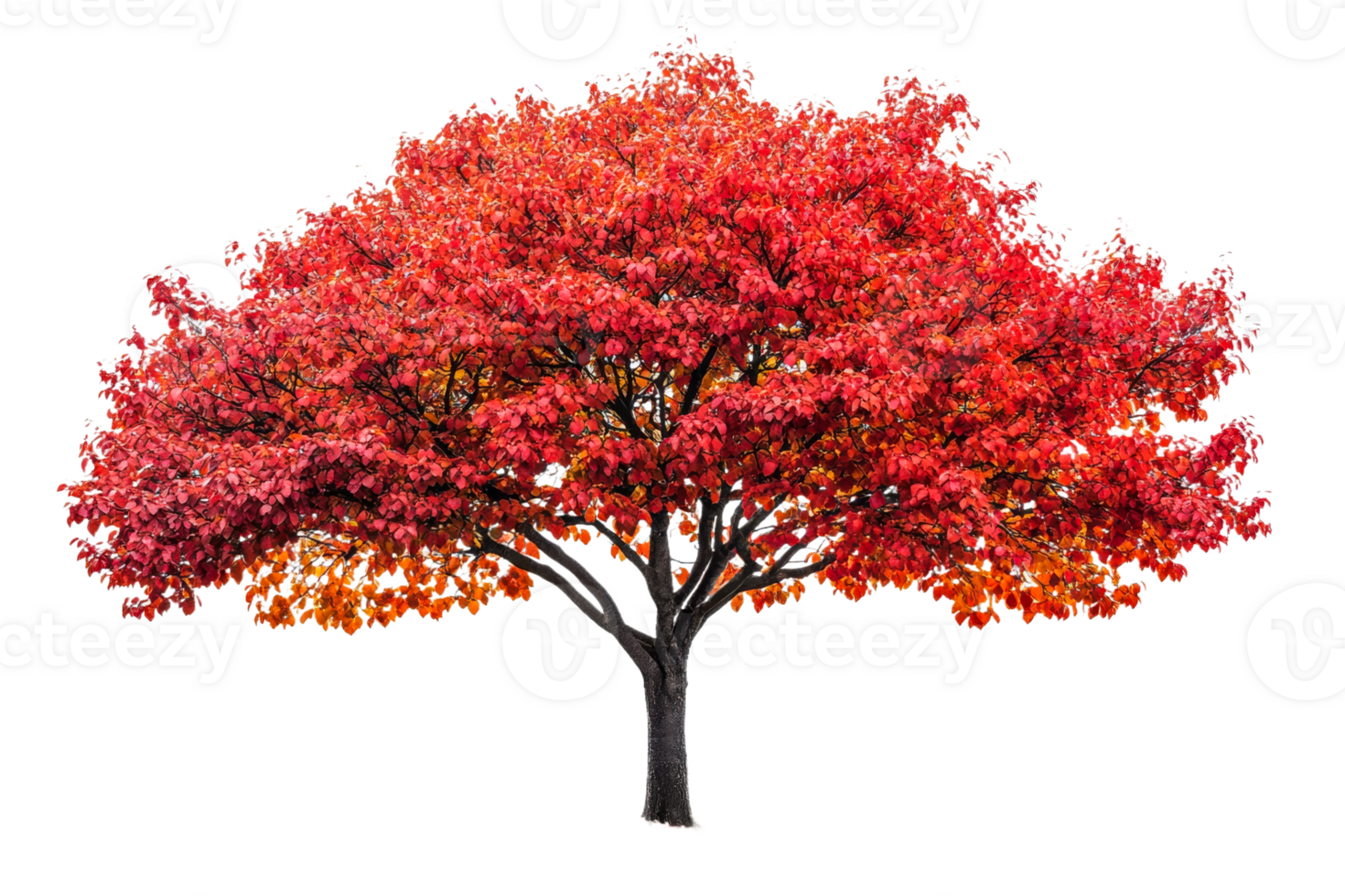 Vibrant autumn tree with red and orange leaves png