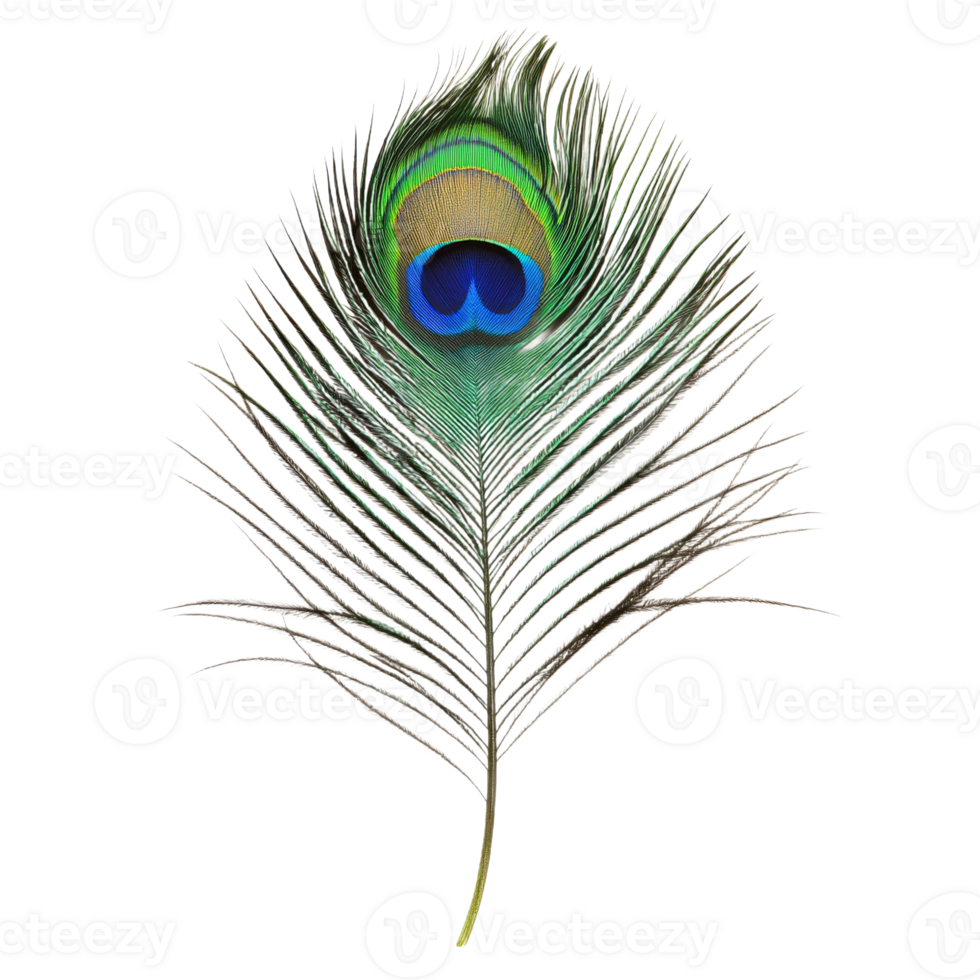 Vibrant peacock feather with striking color patterns png