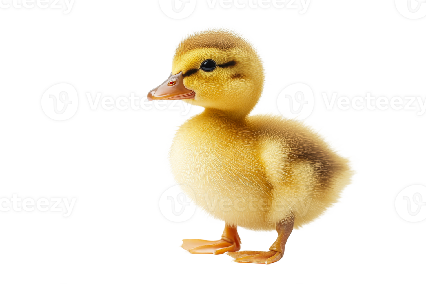 Cute duckling standing on its feet looking around, cut out transparent png