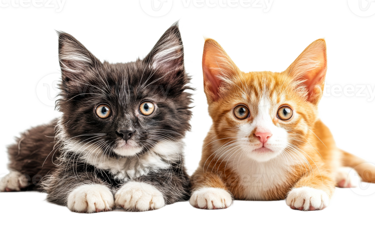 Kittens playfully resting together on a soft surface png