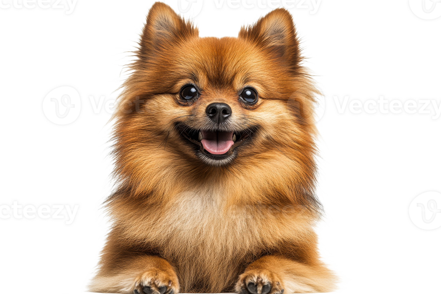 Happy Pomeranian dog with fluffy coat and smiling face png