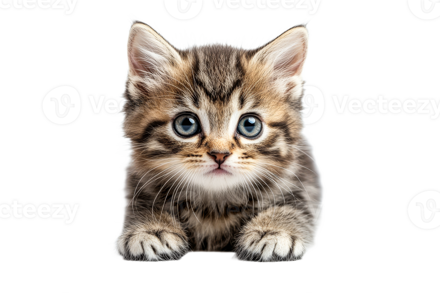 Blue eyed kitten on transparent background png