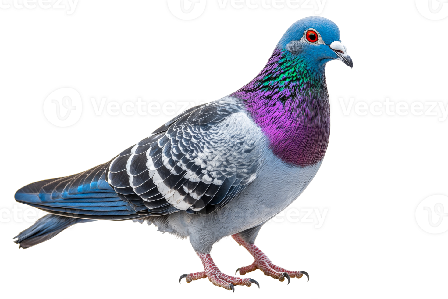 Colorful pigeon standing on a white background png