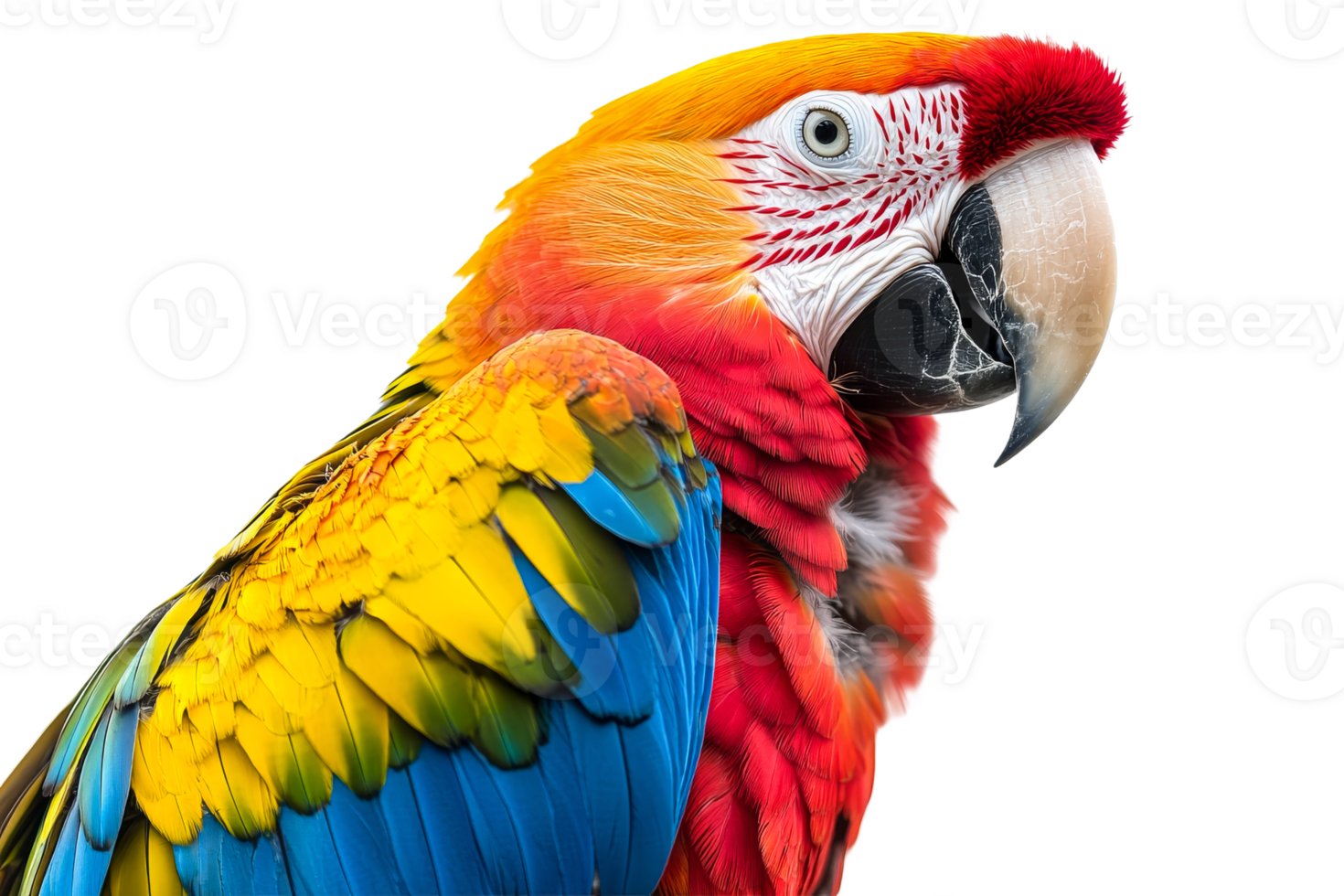 Colorful parrot with vibrant feathers and strong beak png