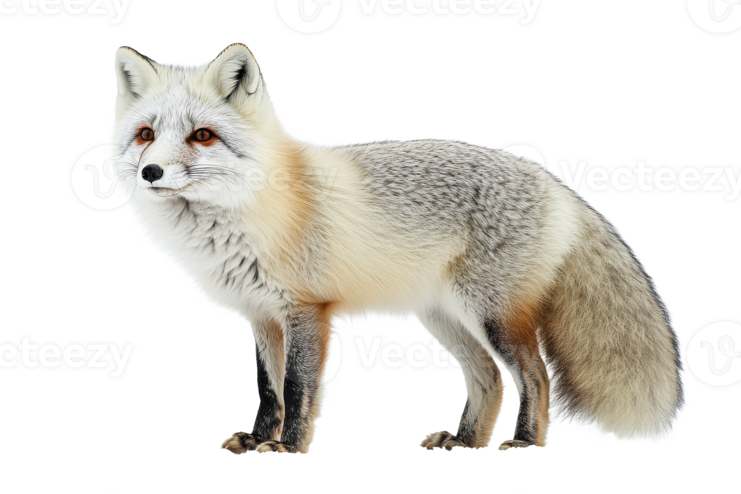 Gray fox standing on a transparent background png