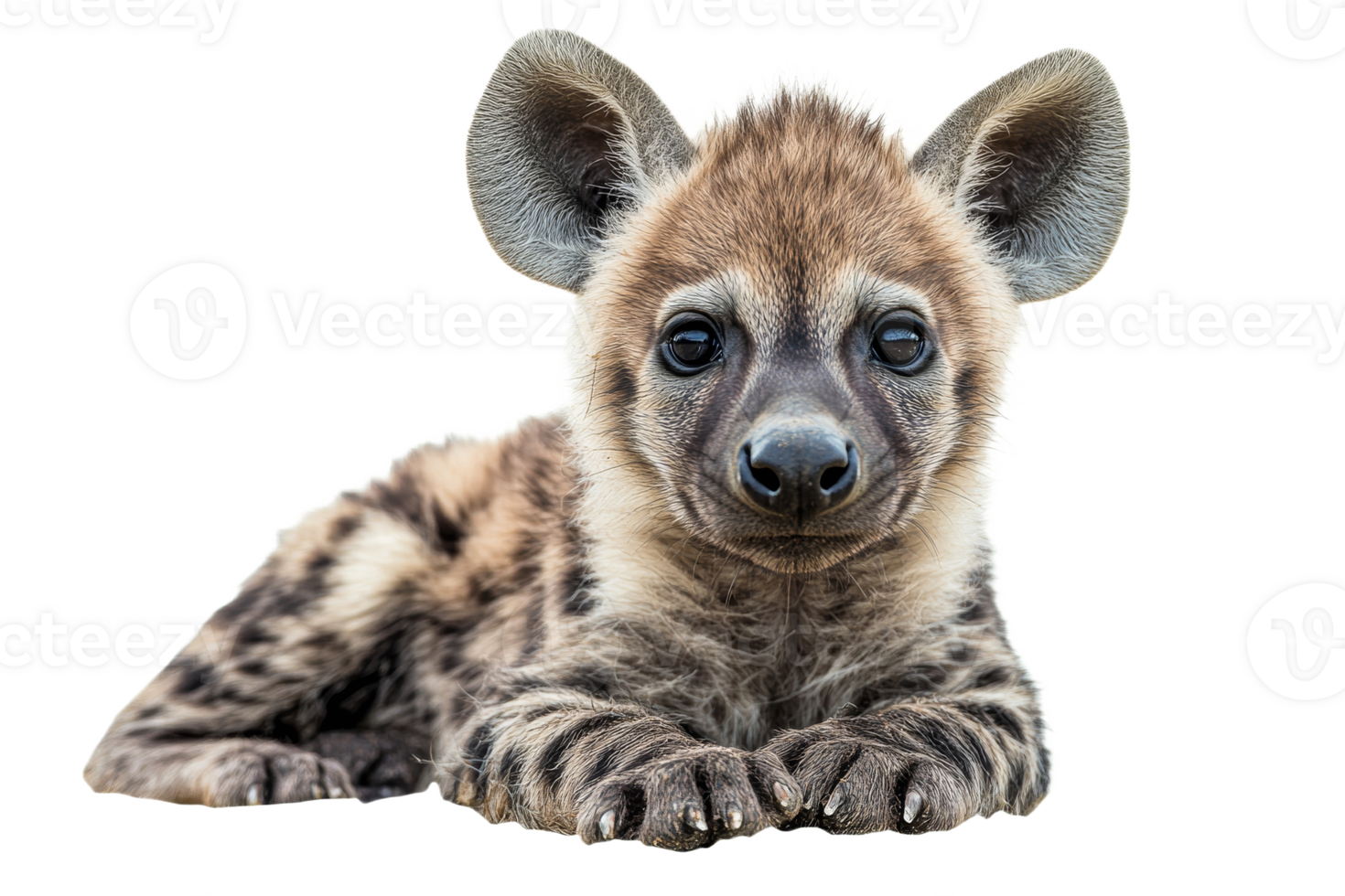 Cute hyena cub relaxing with a playful expression png