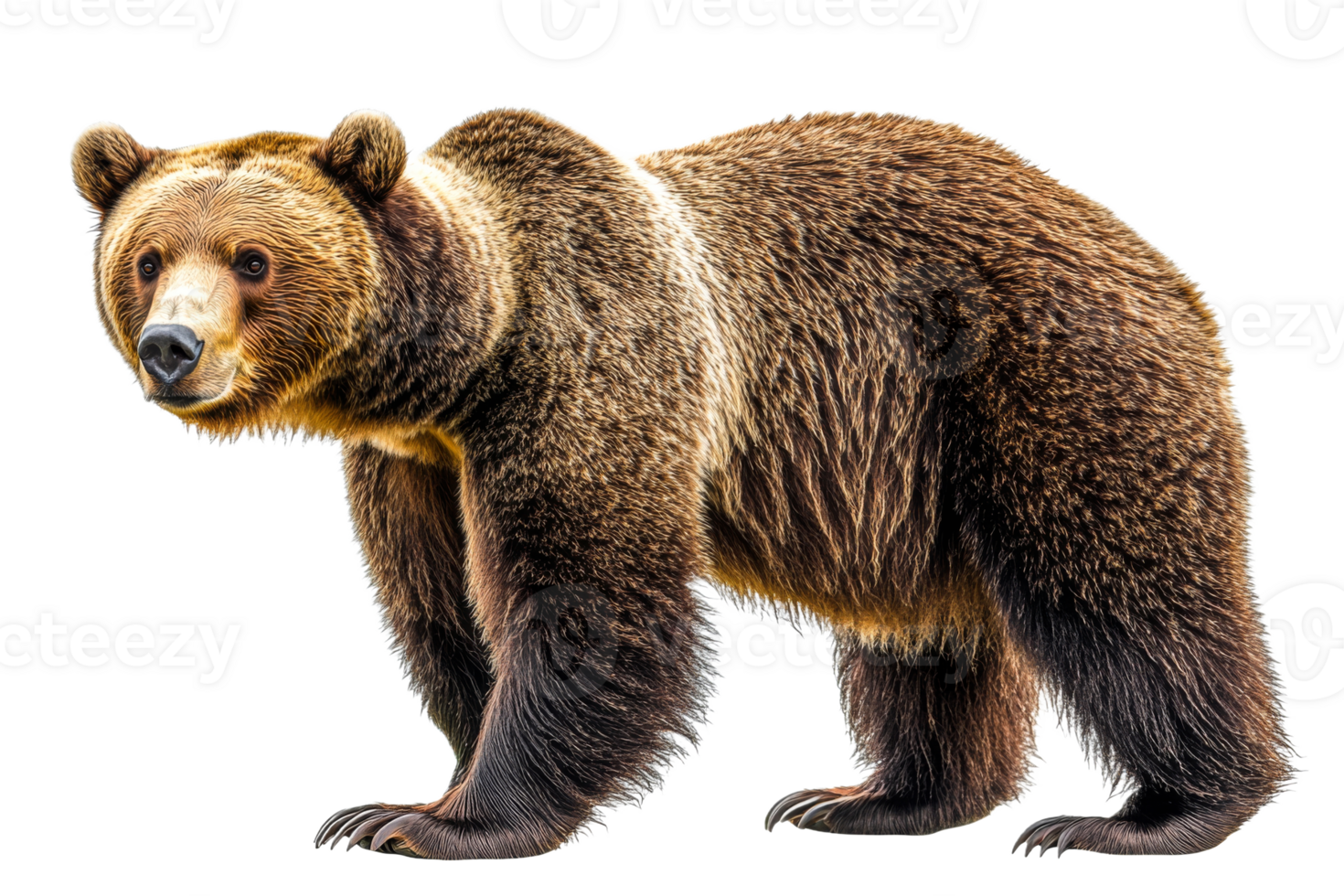 Brown bear standing on a transparent background png
